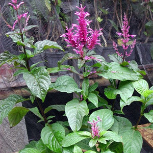 Firespike Purple 3G/10”