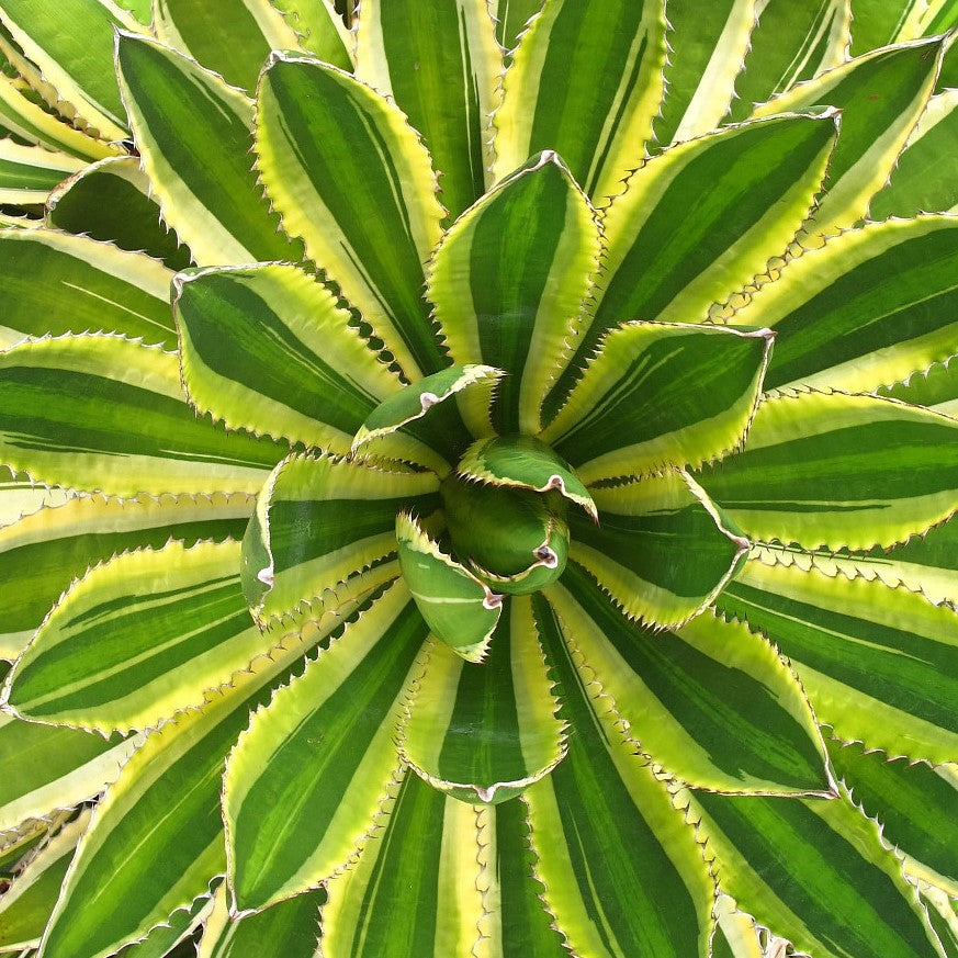 Agave Quadricolor 3G/10