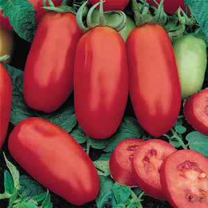 Tomato Heirloom San Marzano 4.5”