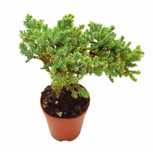 Load image into Gallery viewer, Juniper Procumbens Nana 4''
