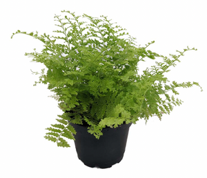 Boston Fern Cotton Candy 8" HB