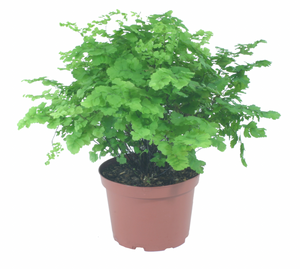 Maidenhair Fern Giant 6"