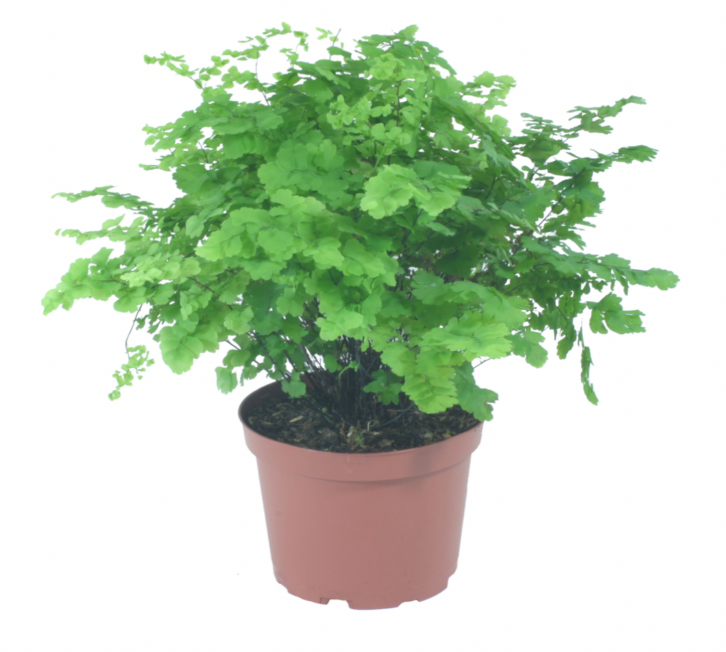 Maidenhair Fern Giant 6