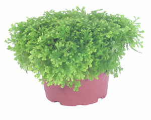 Gold Club Moss Fern 6"