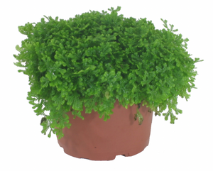 Green Club Moss Fern 6"