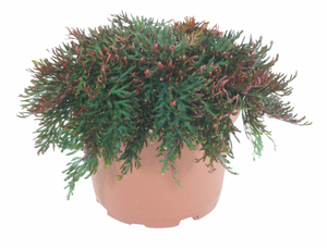 Club Moss Fern Ruby Red 6"