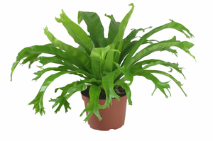 Birdsnest Fern Crissie 6"