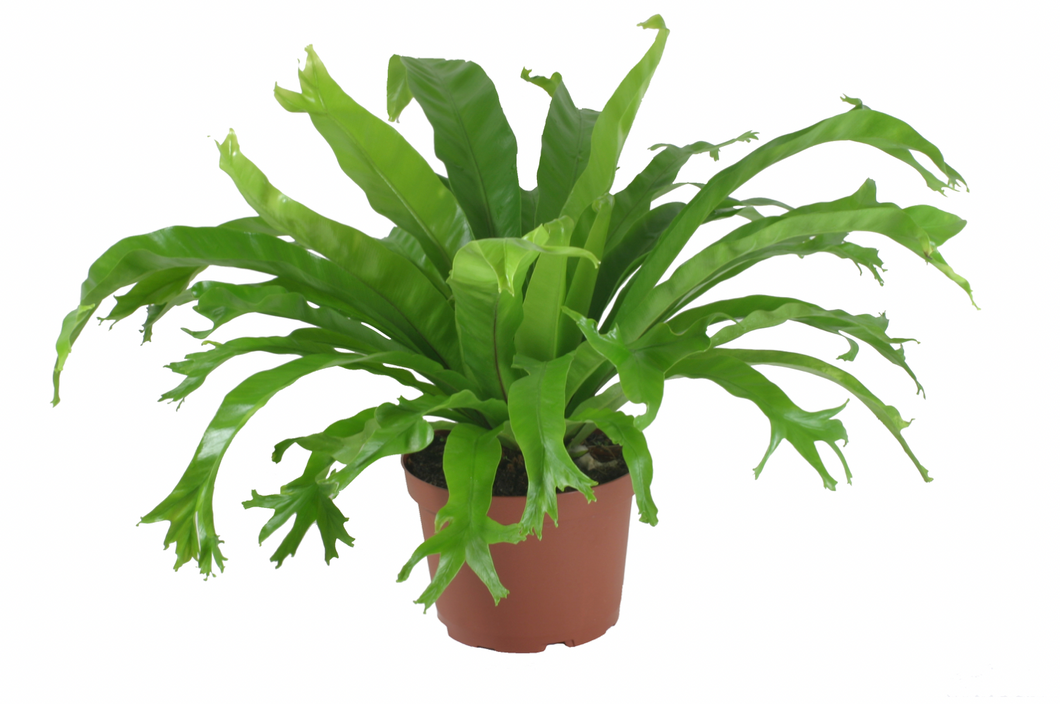 Birdsnest Fern Crissie 6