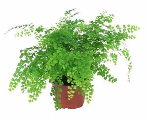 Maidenhair Fern Fragrans 4"