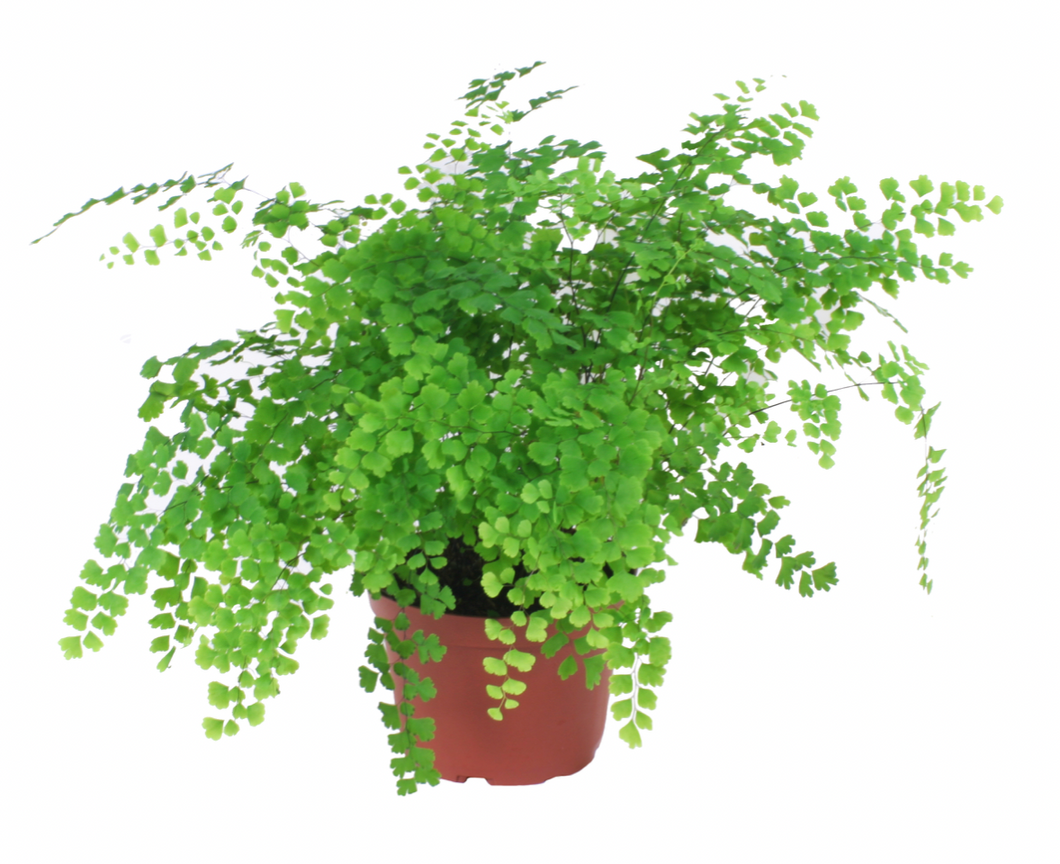 Maidenhair Fern Fragrans 4