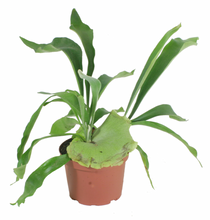 Load image into Gallery viewer, Staghorn Fern Netherlands 6&quot;
