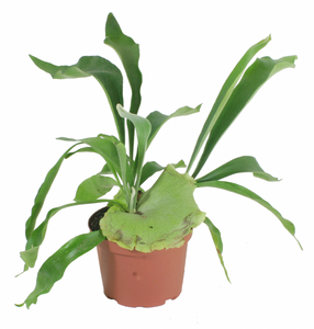 Staghorn Fern Netherlands 6"
