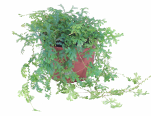 Load image into Gallery viewer, Rainbow Peacock Fern 8" HB
