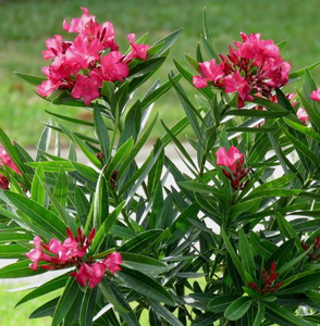 Oleander Standard, Pink Calypso 10"