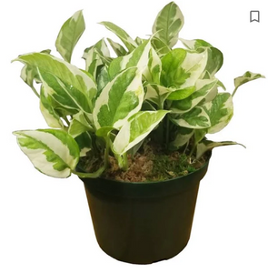 Pearls & Jade Pothos 6"