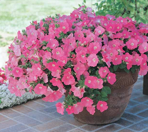 Wave Petunia Pink Embrace, Square Pot 7.5"