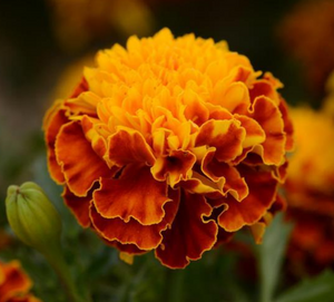 Marigold Inca Orange 4.5"