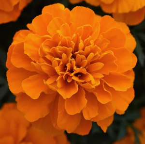 Marigold Orange, Square Pot 7.5"