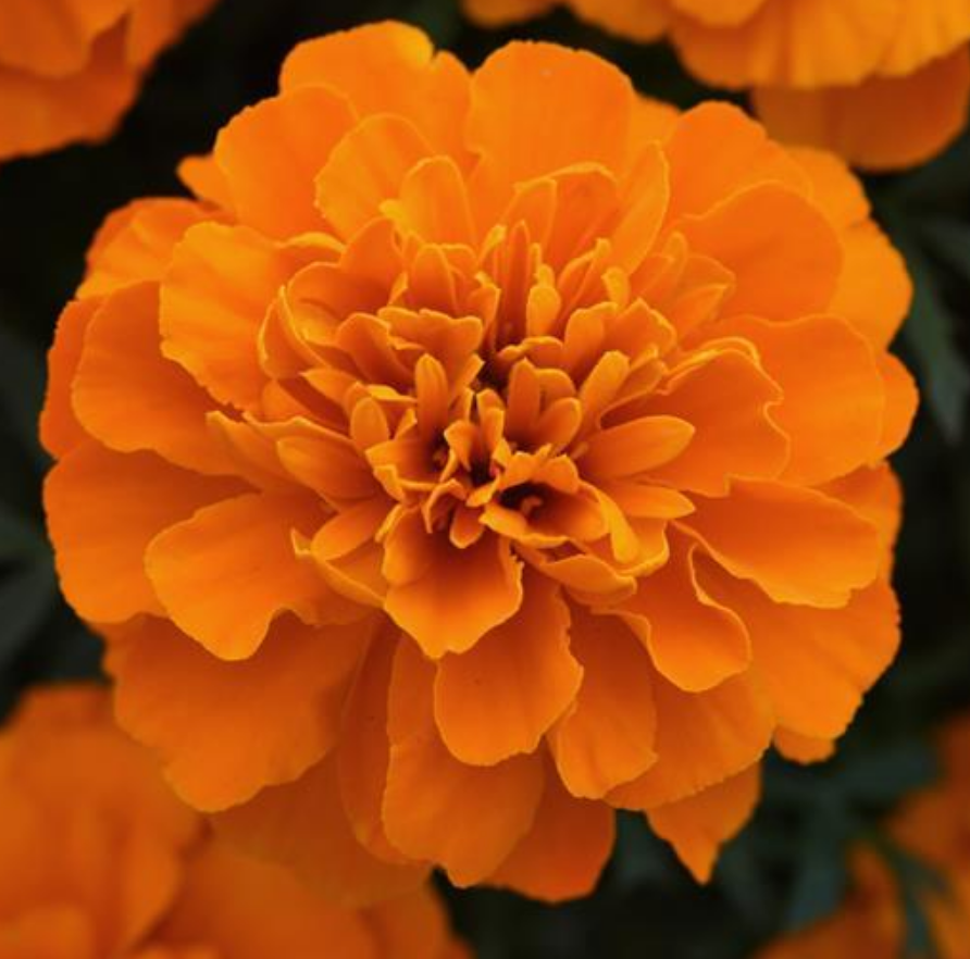 Marigold French Orange 4.5