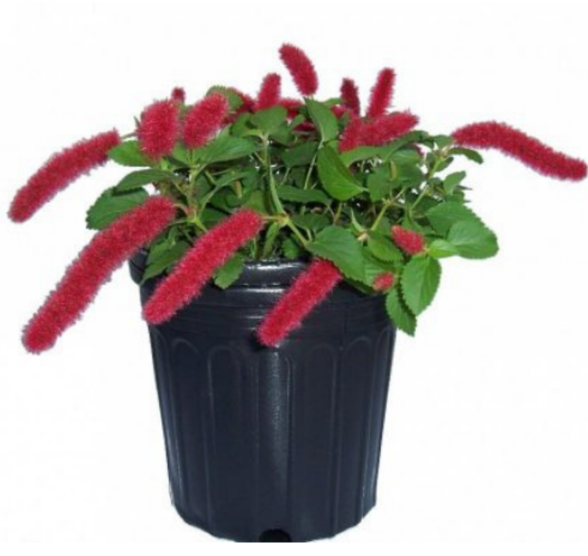 Acalypha Dwarf Chenille 1G/6