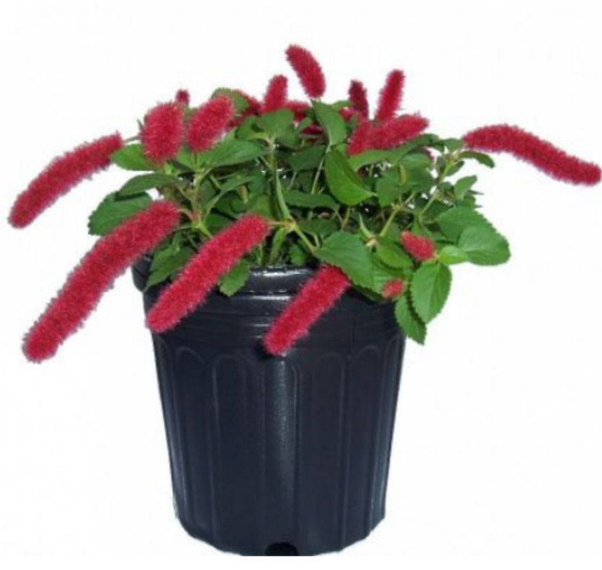 Acalypha Dwarf Chenille 6