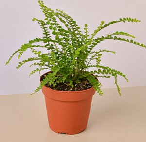 Lemon Button Fern 8" HB