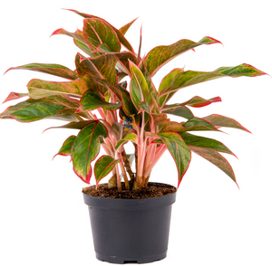 Aglaonema Siam Aurora 6"