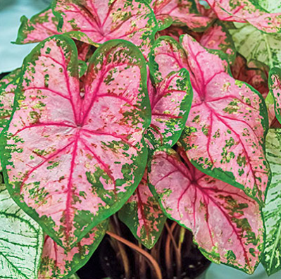 Caladium Carolyn Whorton  4.5''