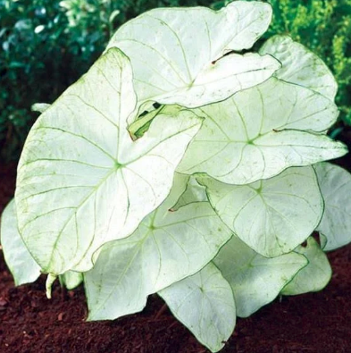 Caladium Moonlight 4.5''