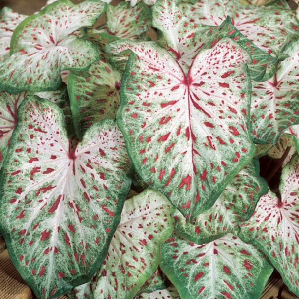 Caladium Gingerland 4.5''