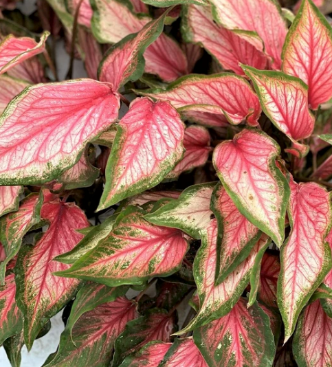 Caladium Pink Gem 4.5''