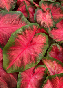 Caladium Royal Flush 4.5''