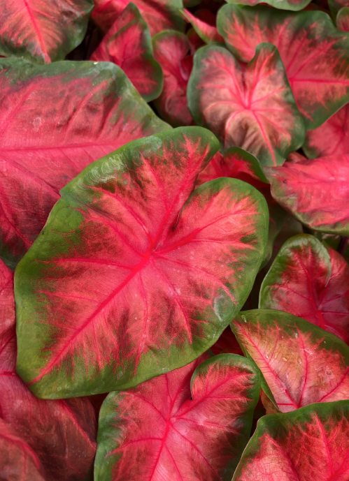 Caladium Royal Flush 4.5''