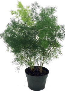 Asparagus Ming Fern 8"