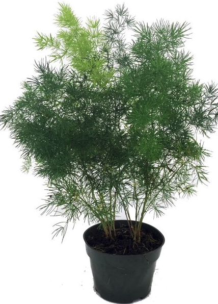 Asparagus Ming Fern 8