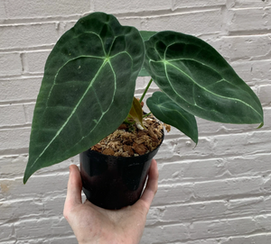 Anthurium Forgetii 4.5"