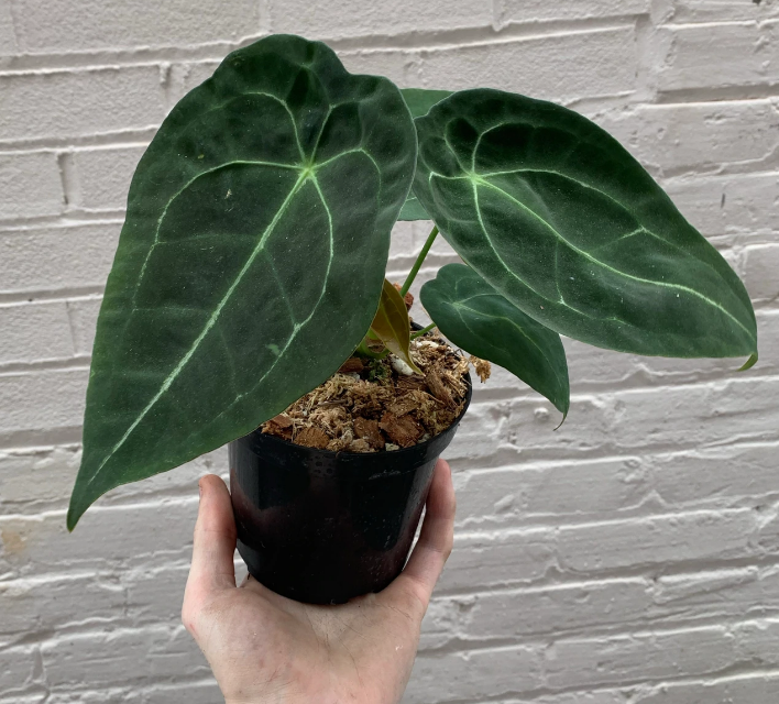 Anthurium Forgetii 4.5