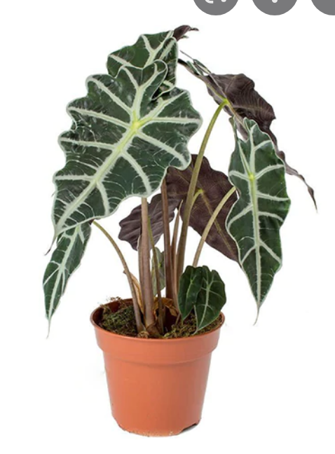 Alocasia Polly 4