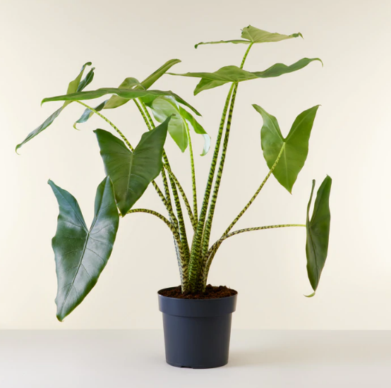 Alocasia Zebrina 4