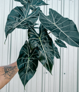 Alocasia Longiloba 'Dragon Tooth' 6"