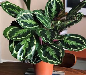 Calathea Medallion 4"