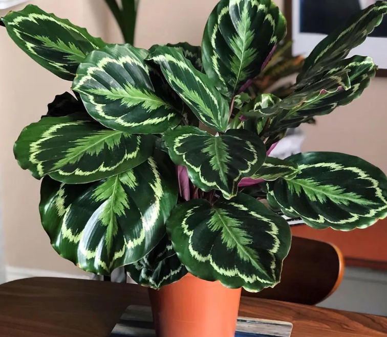 Calathea Medallion 4