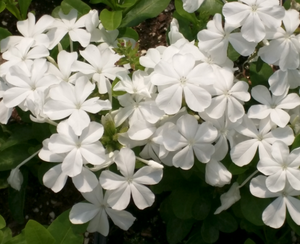 Plumbago White 3G/10"