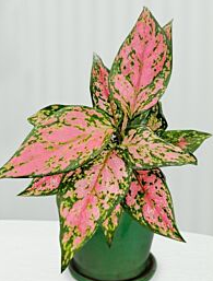 Aglaonema Wishes 4"