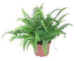 Boston Fern Medusa 4"