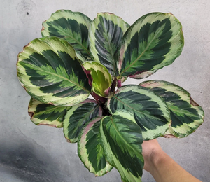 Calathea Shine Star 6"