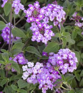 Lantana Lavender 6"