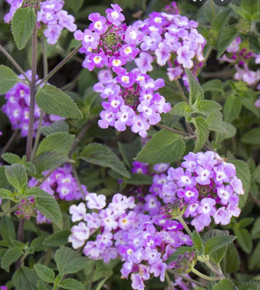 Lantana Lavender 6