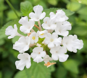 Lantana White 6"