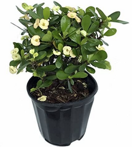 Crown Of Thorns Sonoma White 6"